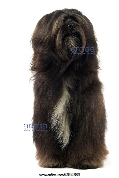  : Dog - Tibetan Terrier