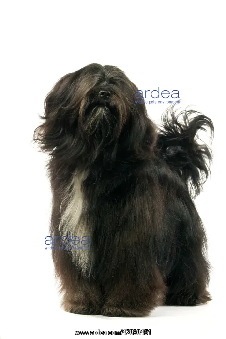  : Dog - Tibetan Terrier