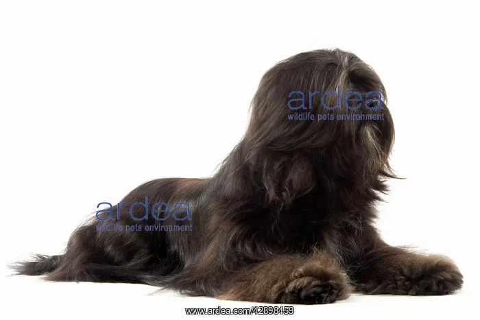  : Dog - Tibetan Terrier