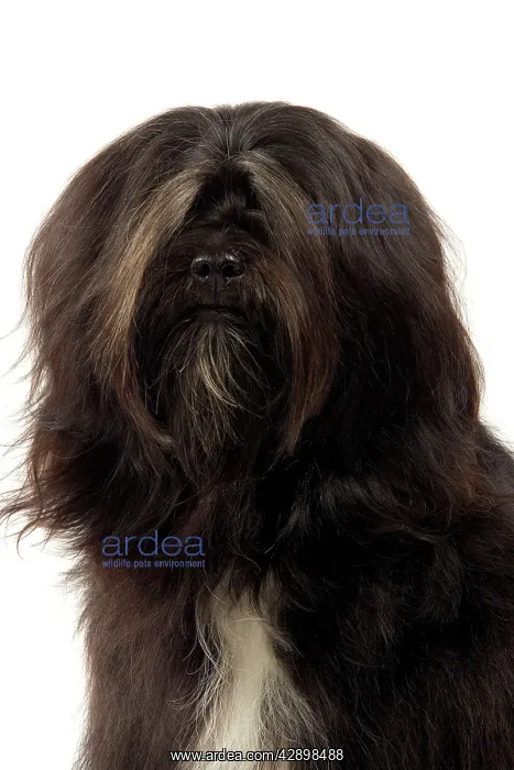  : Dog - Tibetan Terrier