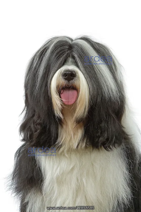  : Dog - Tibetan Terrier