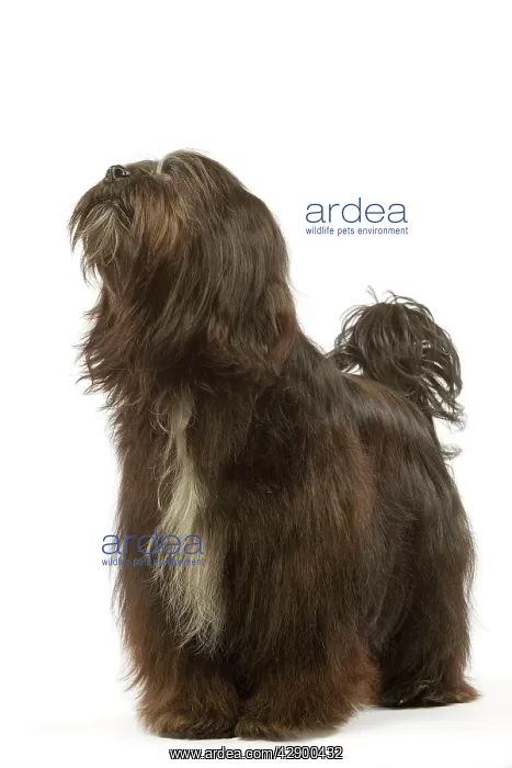  : Dog - Tibetan Terrier