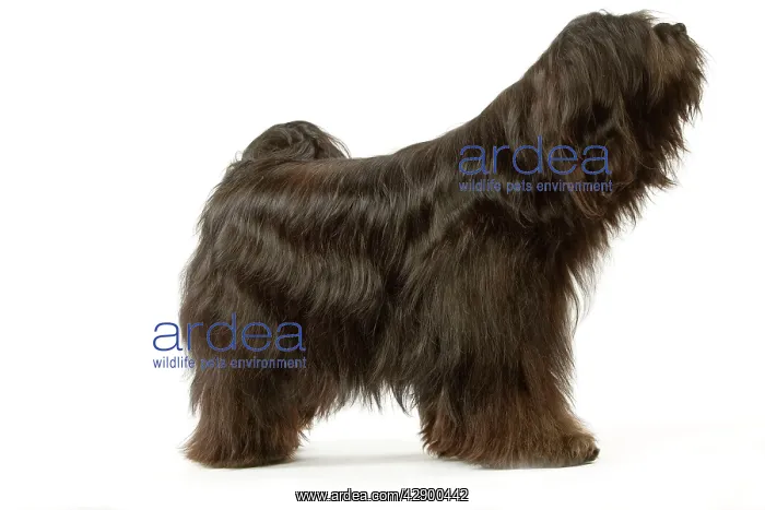  : Dog - Tibetan Terrier
