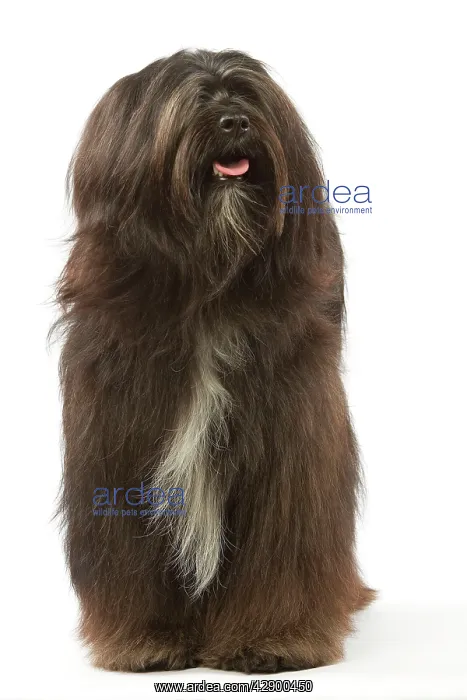  : Dog - Tibetan Terrier