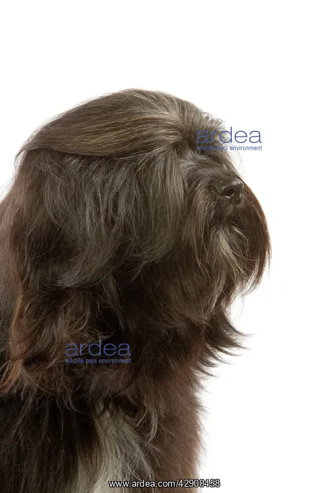 : Dog - Tibetan Terrier : Dog - Tibetan Terrier