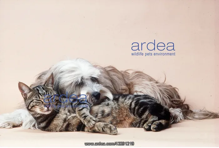 : DOG - Tibetan Terrier Dog & Tabby Cat : DOG - Tibetan Terrier Dog & Tabby Cat