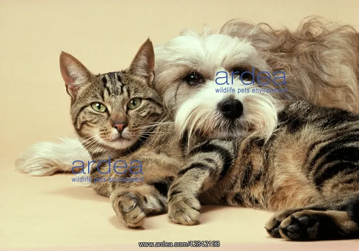 : Dog - Tibetan Terrier lying with Tabby Cat : Dog - Tibetan Terrier lying with Tabby Cat
