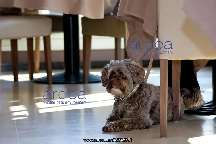 : Dog - Tibetan Terrier lying under the table in restaurant : Dog - Tibetan Terrier lying under the table in restaurant