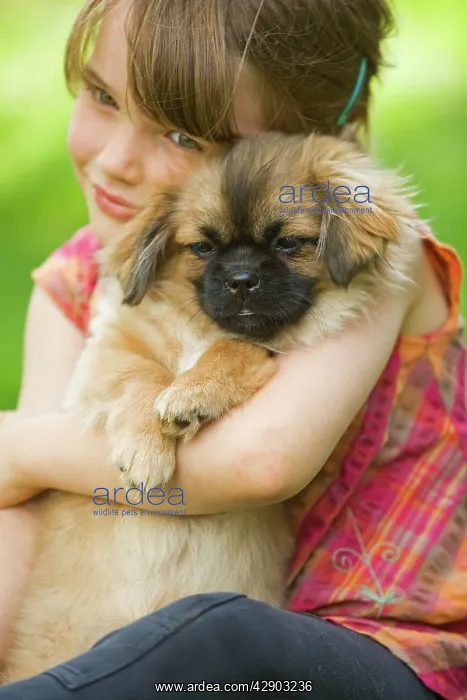 : Dog - Tibetan Terrier - puppy being cuddled by young girl : Dog - Tibetan Terrier - puppy being cuddled by young girl