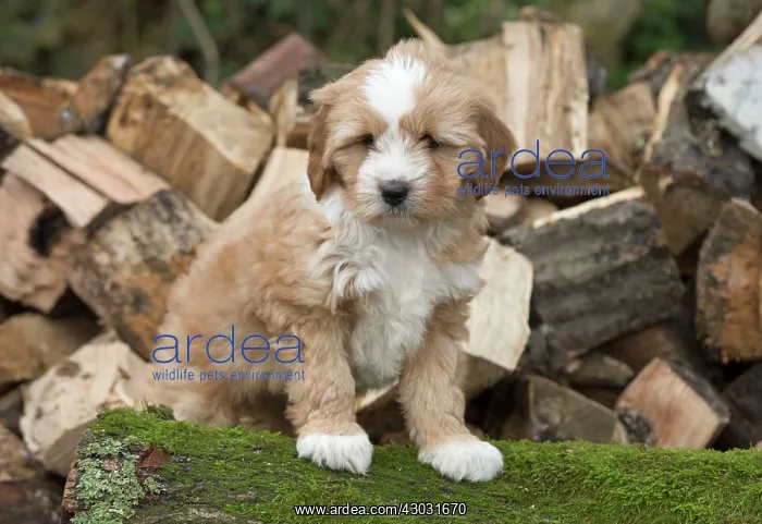  : Dog Tibetan Terrier puppy on a log pile