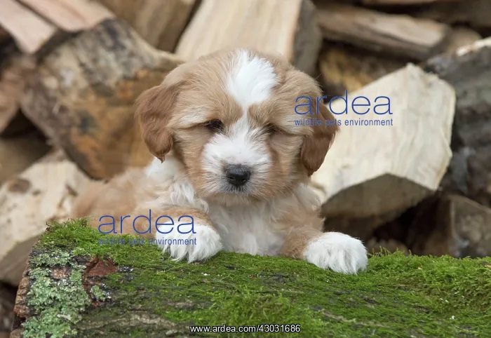 : Dog Tibetan Terrier puppy on a log pile : Dog Tibetan Terrier puppy on a log pile
