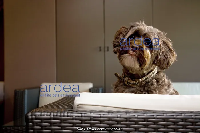  : Dog - Tibetan Terrier on seat in living room