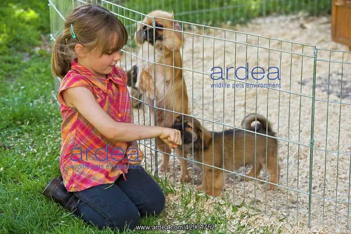 : Dog - Tibetan Terriers - adult & puppies in garden : Dog - Tibetan Terriers - adult & puppies in garden