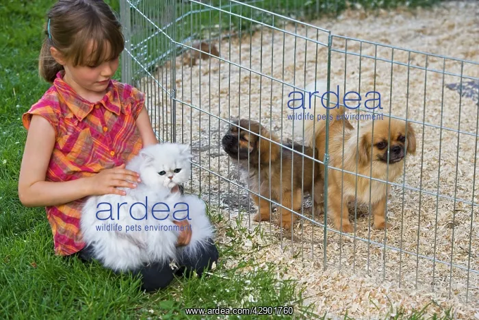 : Dog - Tibetan Terriers - adult & puppies in garden : Dog - Tibetan Terriers - adult & puppies in garden