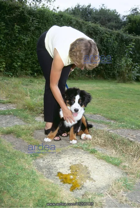 : DOG - TOILET TRAINING PUPPY : DOG - TOILET TRAINING PUPPY