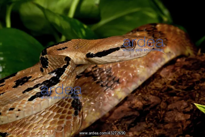 : Dog-tooth Cat Eyed Snake, Boiga cynodon : Dog-tooth Cat Eyed Snake, Boiga cynodon