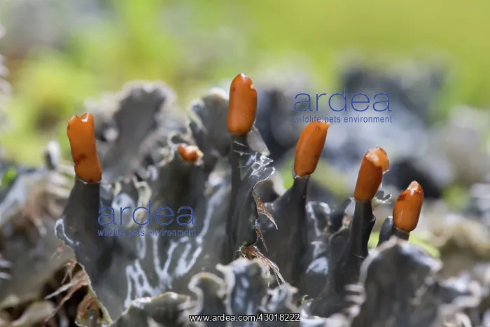 : Dog Tooth Lichen : Dog Tooth Lichen