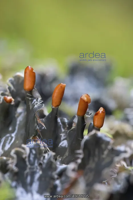 : Dog Tooth Lichen : Dog Tooth Lichen