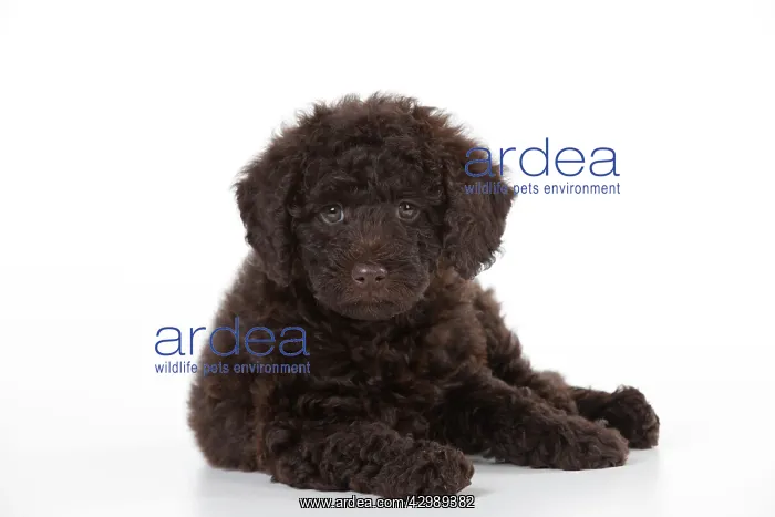 : DOG - Toy goldendoodle laying (10 weeks) : DOG - Toy goldendoodle laying (10 weeks)