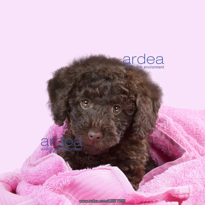 : DOG - Toy goldendoodle puppy wrapped in pink towels : DOG - Toy goldendoodle puppy wrapped in pink towels