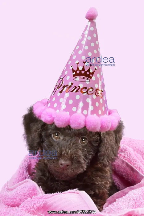: DOG - Toy goldendoodle puppy wrapped in pink towels : DOG - Toy goldendoodle puppy wrapped in pink towels
