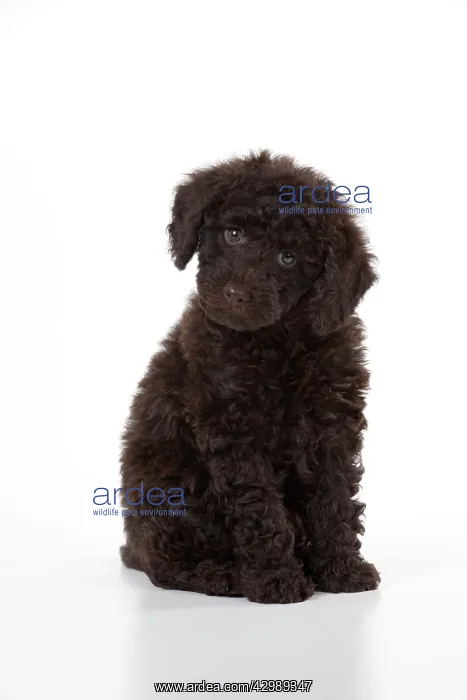 : DOG - Toy goldendoodle sitting (10 weeks) : DOG - Toy goldendoodle sitting (10 weeks)