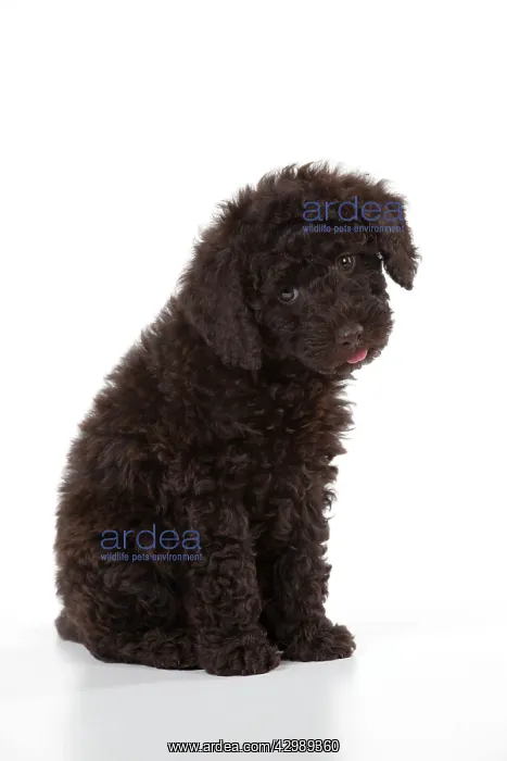 : DOG - Toy goldendoodle sitting (10 weeks) : DOG - Toy goldendoodle sitting (10 weeks)