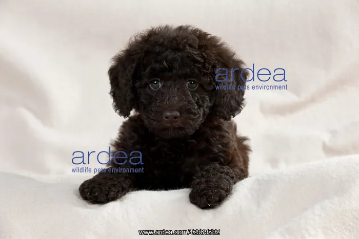 : DOG - Toy goldendoodle sitting on cream blanket (10 weeks) : DOG - Toy goldendoodle sitting on cream blanket (10 weeks)