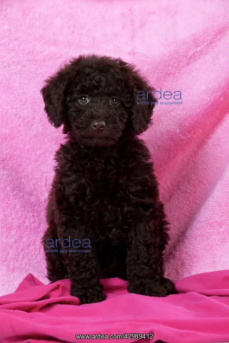 : DOG - Toy goldendoodle sitting on pink towel (10 weeks) : DOG - Toy goldendoodle sitting on pink towel (10 weeks)