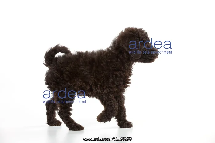 : DOG - Toy goldendoodle walking (10 weeks) : DOG - Toy goldendoodle walking (10 weeks)