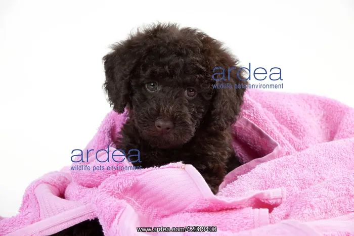 : DOG - Toy goldendoodle wrapped in pink towels (10 weeks) : DOG - Toy goldendoodle wrapped in pink towels (10 weeks)