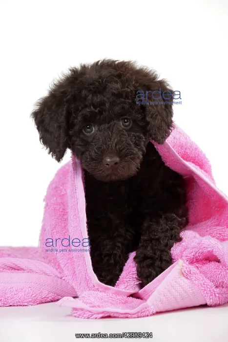 : DOG - Toy goldendoodle wrapped in pink towels (10 weeks) : DOG - Toy goldendoodle wrapped in pink towels (10 weeks)