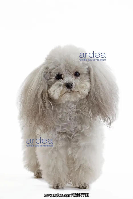 : Dog - Toy Poodle : Dog - Toy Poodle