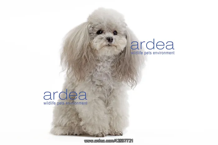 : Dog - Toy Poodle : Dog - Toy Poodle