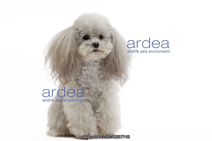 : Dog - Toy Poodle : Dog - Toy Poodle