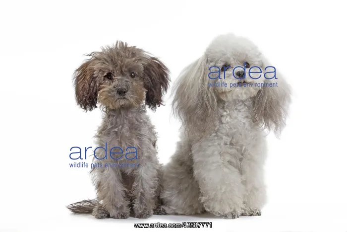 : Dog - Toy Poodle : Dog - Toy Poodle