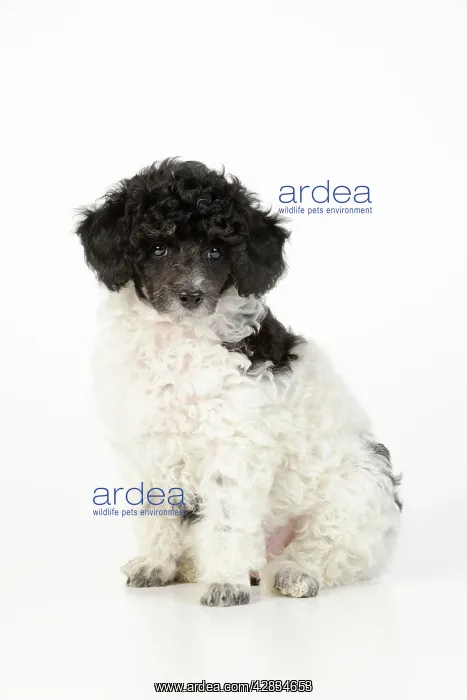  : Dog. Toy poodles (party colour, 9 weeks old)