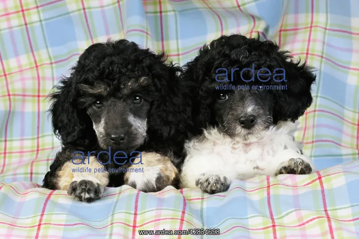 : Dog. Toy poodles (party and phantom colour, 9 weeks old) : Dog. Toy poodles (party and phantom colour, 9 weeks old)