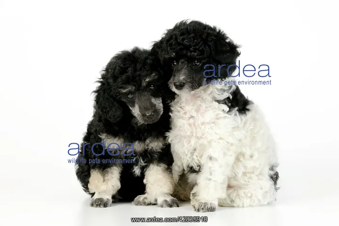 : Dog. Toy poodles (party and phantom colour, 9 weeks old) : Dog. Toy poodles (party and phantom colour, 9 weeks old)