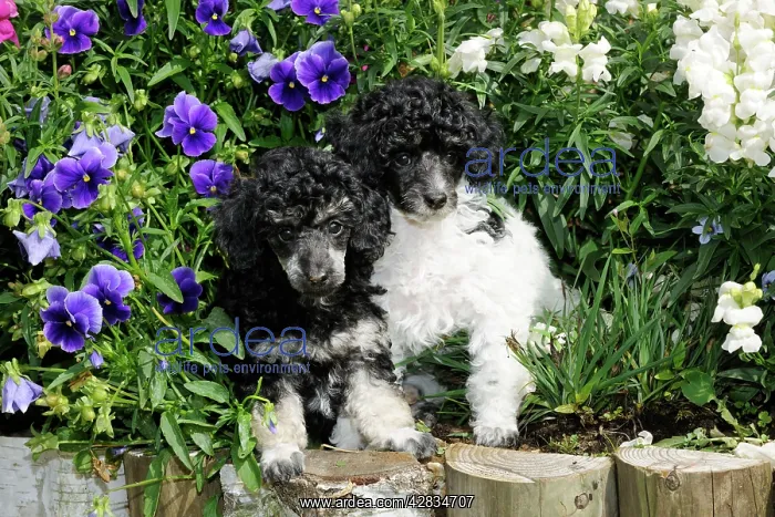 : Dog. Toy poodles (party and phantom colour, 9 weeks : Dog. Toy poodles (party and phantom colour, 9 weeks