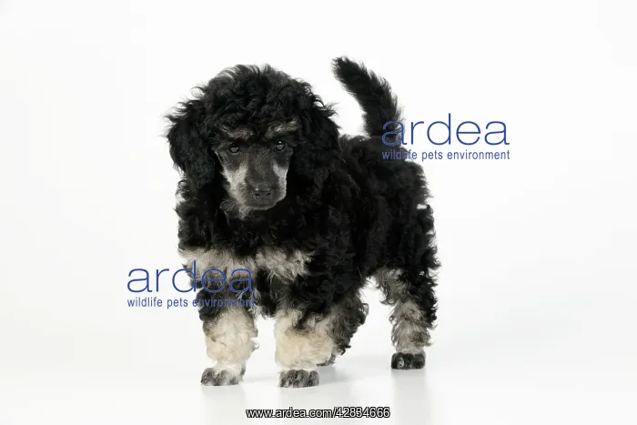  : Dog. Toy poodles (phantom colour, 9 weeks old)