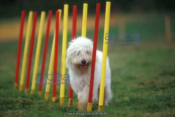  : Dog training  /  Agility