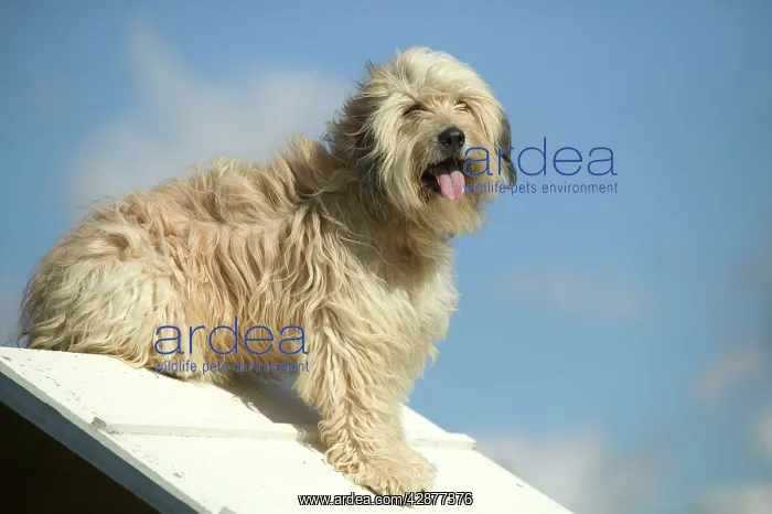 : DOG training / Agility - pausing on jump / hurdle : DOG training / Agility - pausing on jump / hurdle