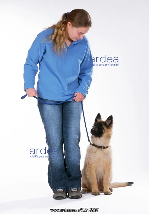  : DOG Training - Heel, Tervuren puppy