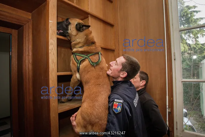 : Dog training in search of drugs - France : Dog training in search of drugs - France
