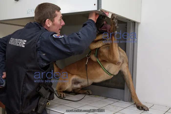 : Dog training in search of drugs - France : Dog training in search of drugs - France