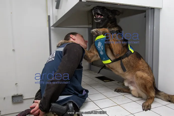 : Dog training in search of narcotics - France : Dog training in search of narcotics - France
