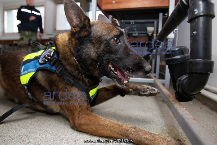 : Dog training in search of narcotics - France : Dog training in search of narcotics - France