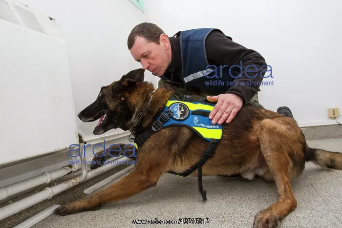 : Dog training in search of narcotics - France : Dog training in search of narcotics - France