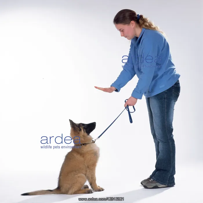  : DOG Training - Sit, Tervuren puppy